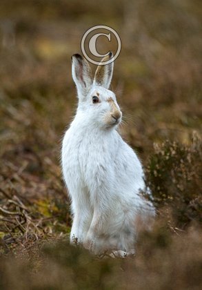 Mountain or Blue Hare DM0743